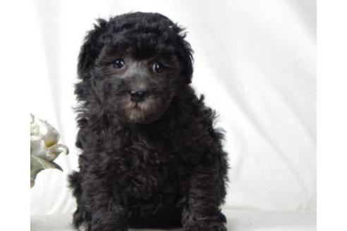 成約済の北海道のトイプードル-57466の2枚目