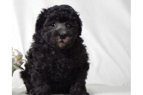 成約済の北海道のトイプードル-57466の1枚目