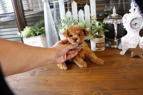 成約済の埼玉県のトイプードル-57467の5枚目