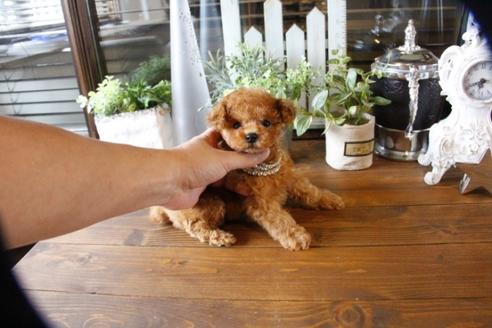 成約済の埼玉県のトイプードル-57467の4枚目