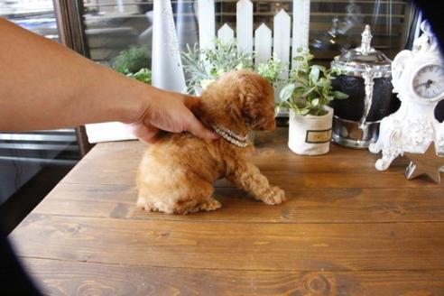 成約済の埼玉県のトイプードル-57467の3枚目