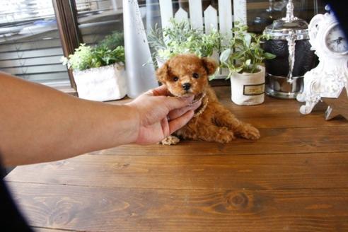 成約済の埼玉県のトイプードル-57467の2枚目