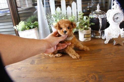 成約済の埼玉県のトイプードル-57467の1枚目