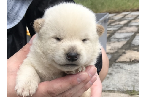 成約済の長崎県の柴犬-57469の3枚目