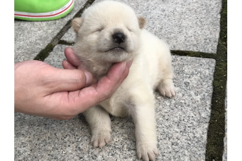 成約済の長崎県の柴犬-57469の4枚目