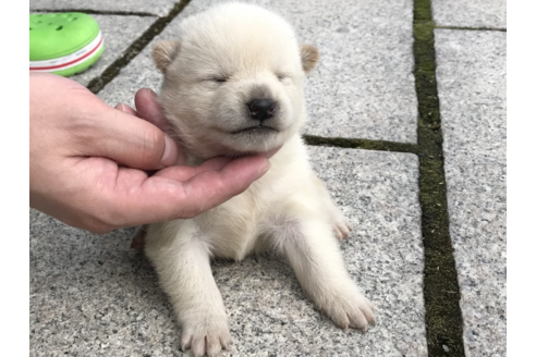 成約済の長崎県の柴犬-57469の2枚目
