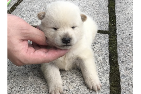 成約済の長崎県の柴犬-57469の1枚目