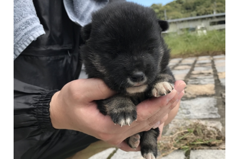 成約済の長崎県の柴犬-57474の3枚目