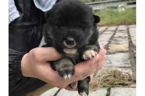 成約済の長崎県の柴犬-57474の2枚目