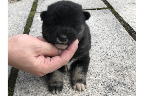 成約済の長崎県の柴犬-57474の1枚目