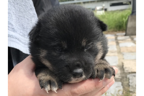 成約済の長崎県の柴犬-57478の4枚目