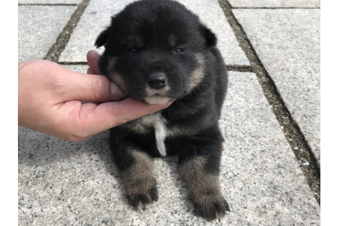 成約済の長崎県の柴犬-57478の2枚目
