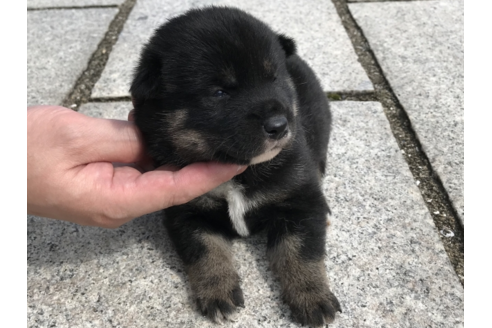 成約済の長崎県の柴犬-57478の1枚目