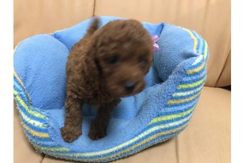 成約済の栃木県のトイプードル-57483の1枚目