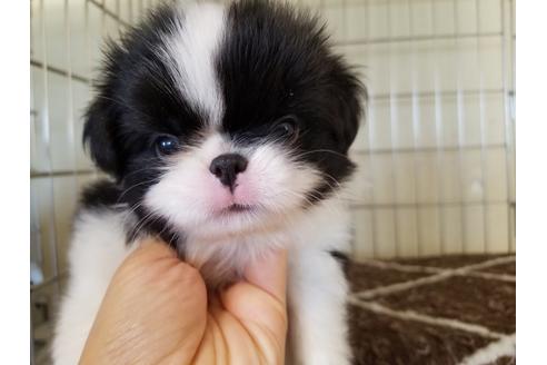 成約済の愛知県の狆 (チン)-56609