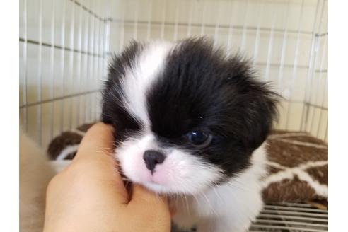 成約済の愛知県の狆 (チン)-56609の2枚目