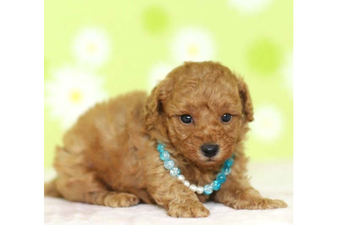 成約済の大分県のトイプードル-57507の4枚目