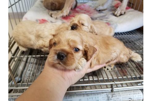 成約済の愛知県のアメリカンコッカースパニエル-57043