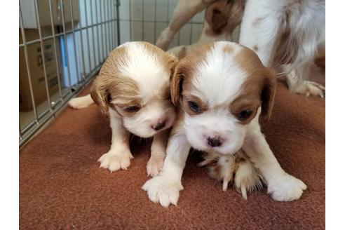 成約済の愛知県のキャバリアキングチャールズスパニエル-57046