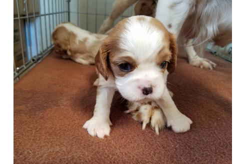 成約済の愛知県のキャバリアキングチャールズスパニエル-57046の3枚目