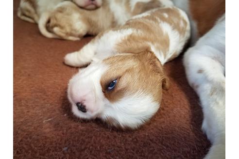 成約済の愛知県のキャバリアキングチャールズスパニエル-57046の2枚目