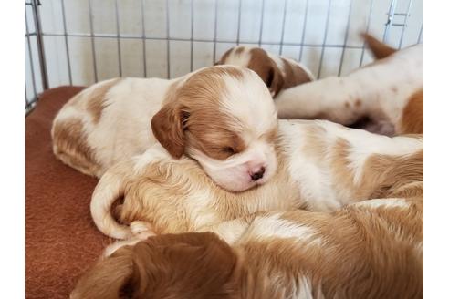 成約済の愛知県のキャバリアキングチャールズスパニエル-57044の3枚目