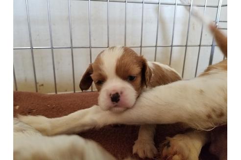 成約済の愛知県のキャバリアキングチャールズスパニエル-57044の2枚目