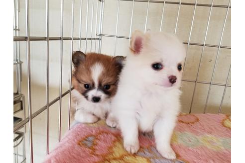 成約済の愛知県のミックス犬-56608