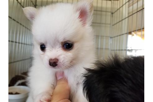 成約済の愛知県のミックス犬-56608の4枚目