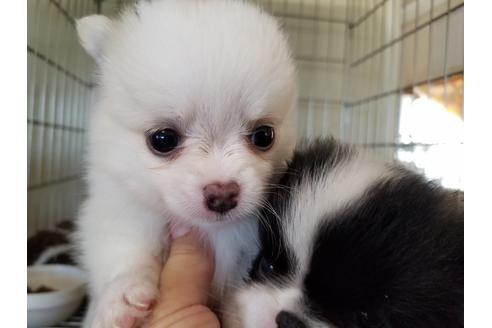 成約済の愛知県のミックス犬-56608の3枚目