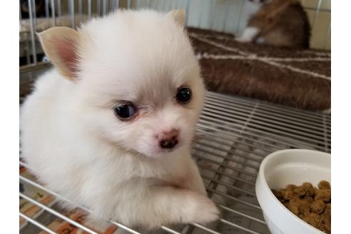 成約済の愛知県のミックス犬-56608の2枚目