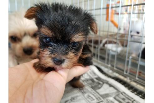 成約済の愛知県のヨークシャーテリア-56771の1枚目
