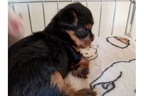 成約済の愛知県のヨークシャーテリア-56771の5枚目