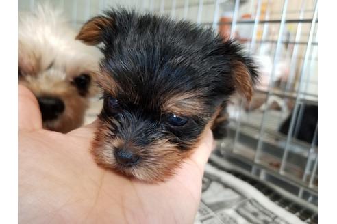 成約済の愛知県のヨークシャーテリア-56771の4枚目