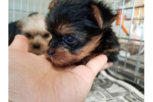 成約済の愛知県のヨークシャーテリア-56771の3枚目