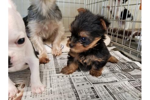 成約済の愛知県のヨークシャーテリア-56771の2枚目