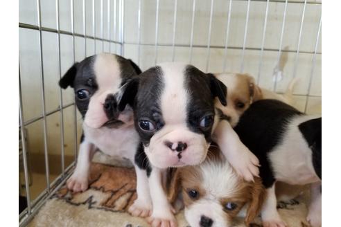 成約済の愛知県のボストンテリア-56779の1枚目