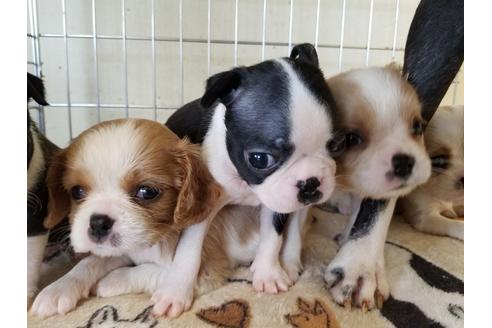 成約済の愛知県のボストンテリア-56779の6枚目