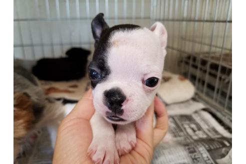 成約済の愛知県のボストンテリア-56779の5枚目