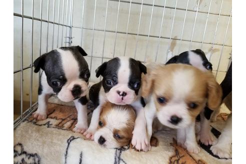 成約済の愛知県のボストンテリア-56779の4枚目