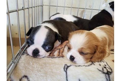 成約済の愛知県のボストンテリア-56779の3枚目