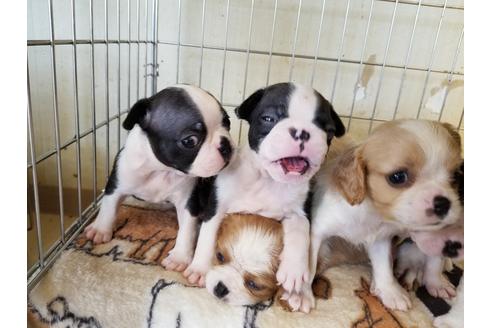 成約済の愛知県のボストンテリア-56779の2枚目