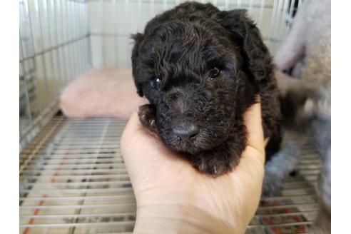 成約済の愛知県のトイプードル-56617の1枚目