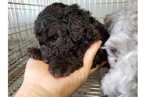 成約済の愛知県のトイプードル-56617の4枚目