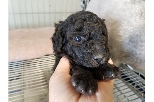 成約済の愛知県のトイプードル-56617の3枚目