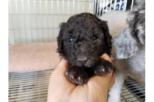 成約済の愛知県のトイプードル-56617の2枚目