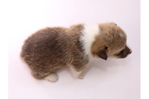 成約済の栃木県のウェルシュコーギーペンブローク-57528の1枚目