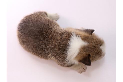 成約済の栃木県のウェルシュコーギーペンブローク-57529の1枚目