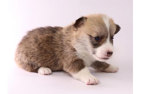 成約済の栃木県のウェルシュコーギーペンブローク-57531の3枚目