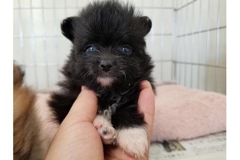成約済の愛知県のポメラニアン-56770の1枚目